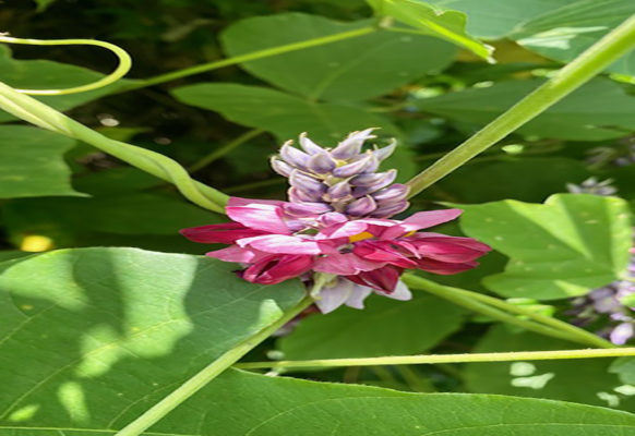 purple bloom of kudzu plant